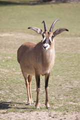 Naklejka na ściany i meble Roan antelope, Hippotragus equinus