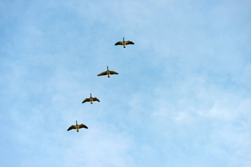 Geese flying in a blue cloudy sky in autumn