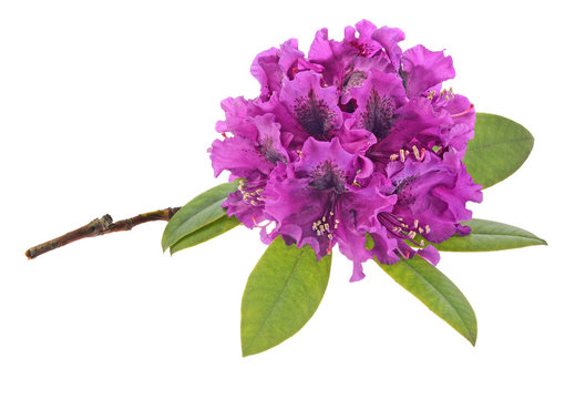 Purple rhododendron with green leaves isolated on white background