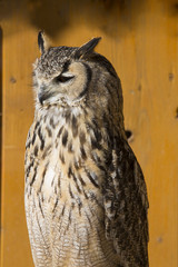 Portrait of Indian eagle-owl, Bubo bengalensis