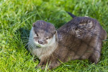 Otter