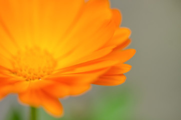 fiore arancione