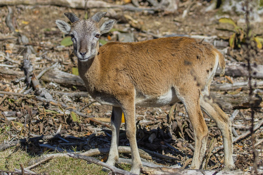 Muffeltiere