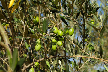 Olives de Provence