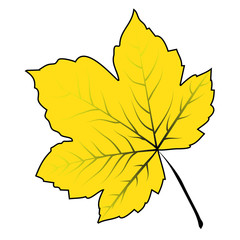 Image of cartoon maple leaf . Vector illustration isolated on white background.