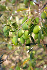 Olives de Provence