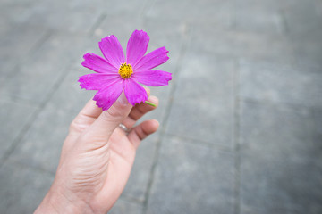 コスモスの花を持つ手