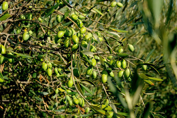 Obraz premium Olives de Provence