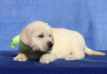the nice labrador puppy on a blue background
