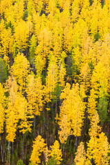 Fototapeta premium Autumn in Larch tree forest, top view