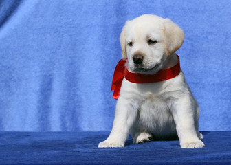 nice cute labrador puppy on a blue background