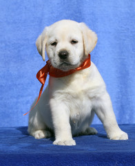 the nice cute labrador puppy on a blue background