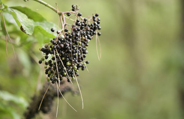 Fleurs sauvages