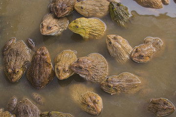 Frog in a well cement