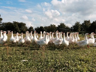 glückliche Gänse © juliamehl