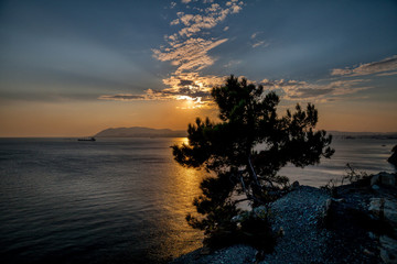 Fototapeta na wymiar Сосна на скалистом берегу моря на закате
