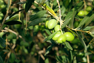 Olives  de Provence
