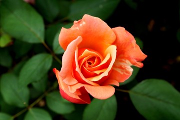 Pink apricot colored rose in bloom