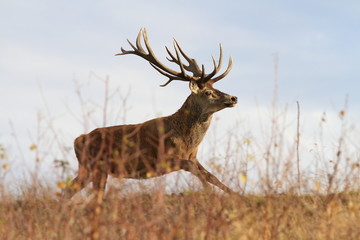 beautiful red deer stag on the run
