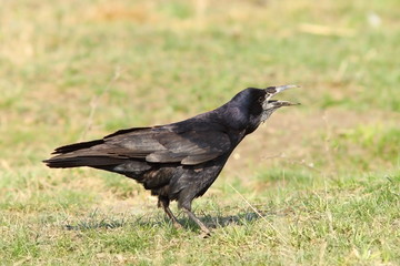 crow singing on lawn