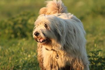 dirty fluffy romanian shepherd dog