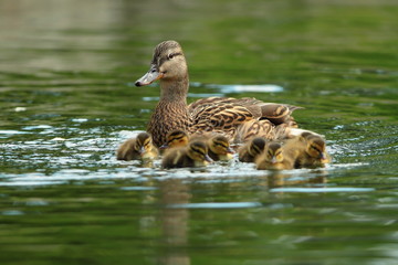 ducks family on water surface