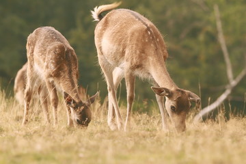 Naklejka na ściany i meble fallow deer family grazing on meadow