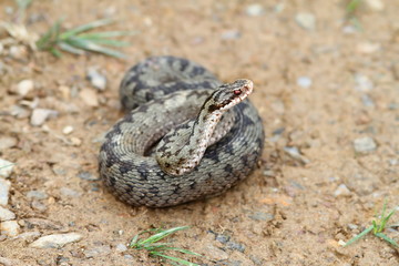 female vipera berus