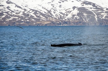 Buckelwale © RS.Foto