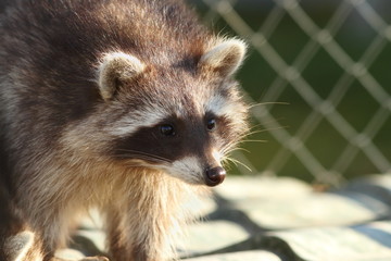 raccoon portrait at the zoo
