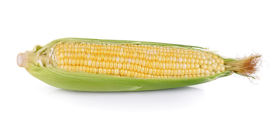 fresh corn on white background