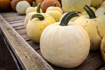 White Pumpkins