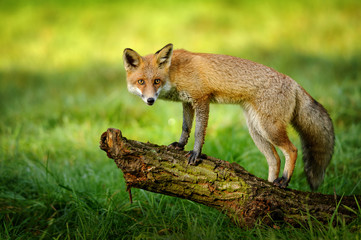Naklejka na ściany i meble Red fox standing on tree trunk