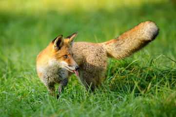Red fox stick it's tongue out