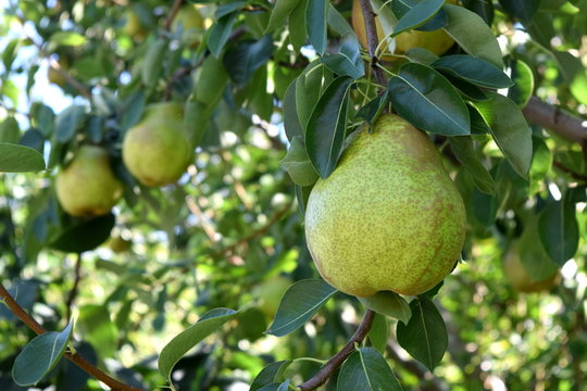 pear tree