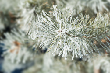 Naklejka na ściany i meble Pine tree with hoarfrost in winter forest.