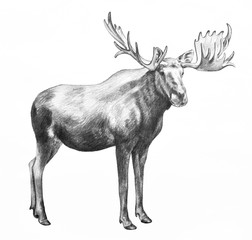 Moose illustration. Hand drawn moose pencil sketch isolated on white background. Huge standing moose with big antlers.