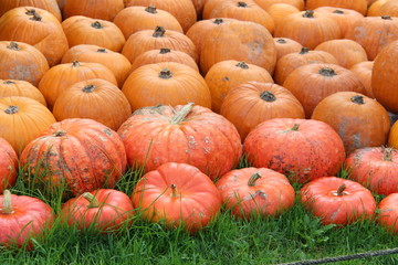 Pumpkins / Multicolored decorative pumpkins on autumn festival