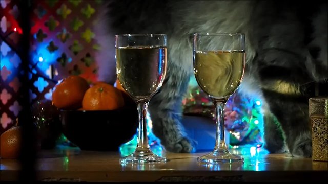 Новый год, рождество. Бокалы, мигает новогодняя гирлянда. По столу крадется кот. Кот нюхает бокалы с шампанским. Ночь