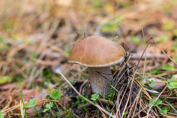 Boletus edulis grows in the forest during fall. Raw forest capture.