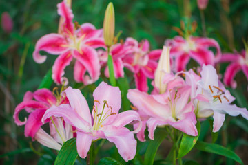 Fototapeta premium Pink and Yellow Day lily Blossoms