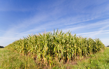 Edge of a Maize field under a blue sky