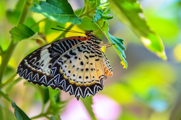 Butterfly laying eggs on green leaf