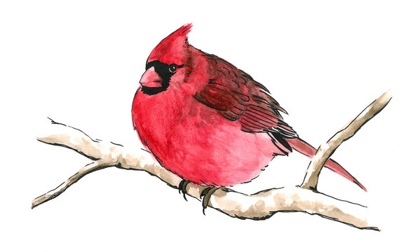 red cardinal bird perched on branch isolated white background for clip art, cute red songbird with black mask eyes and fluffed out feathers is hand drawn watercolor nature painting illustration