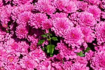 pink flowers background of chrysanthemum