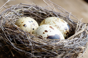 Nest with quail eggs