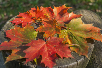 Autumn City Landscape