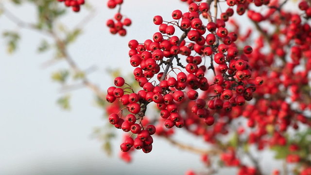 Mature nice red hawthorn berries