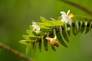 Dendrobium ellipsophyllum is beautiful flower and have white, ye
