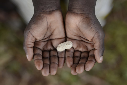 Black African Boy Holding Peanut Malnutrition Hunger Health Symbol Hungry. Little African boy Holding Peanut as a malnutrition starvation stunting problem symbol.